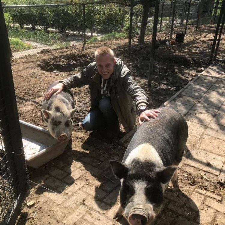 Varkens-jeroen